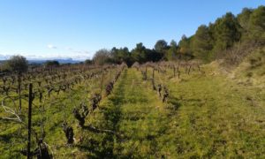 Vignoble en certification HVE