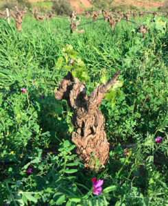 Grenache Blanc Lodévois avec semis d'engrais vert