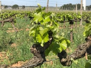 Boutons floraux (stade F) sur du Grenache Blanc dans les Costières de Nîmes