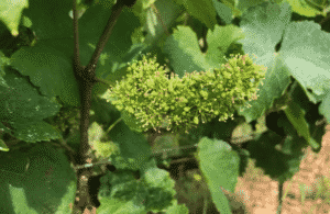 Floraison d'un Chardonnay dans les Costières de Nîmes