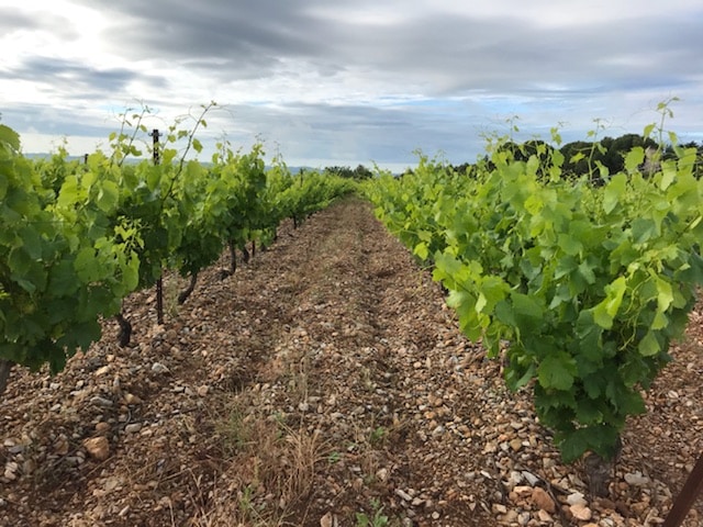 Vigne en Terrasses du Larzac