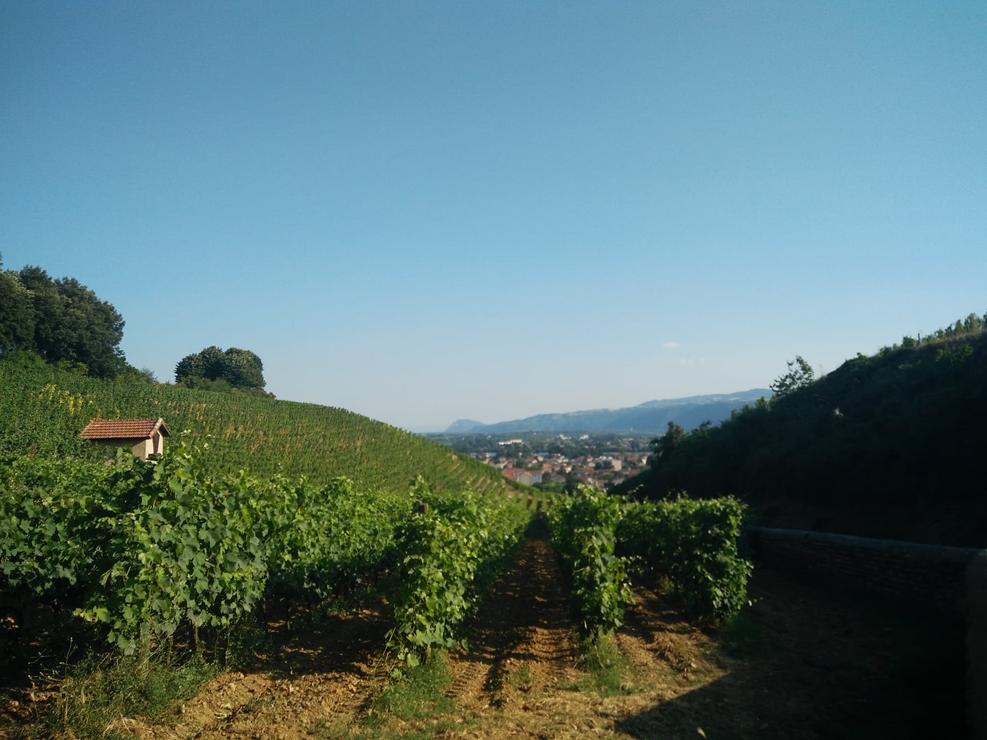 Vue des vignes de Tain-l'Hermitage