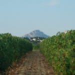 Le Pic Saint Loup veille sur les vignes de syrah