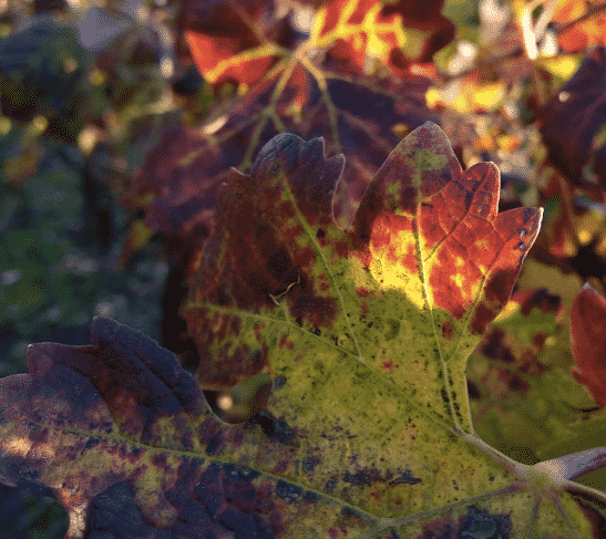 Vigne aux couleurs d'automne