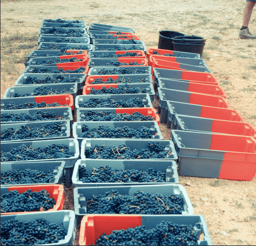 Le tri s'impose sur les vendanges échaudées.