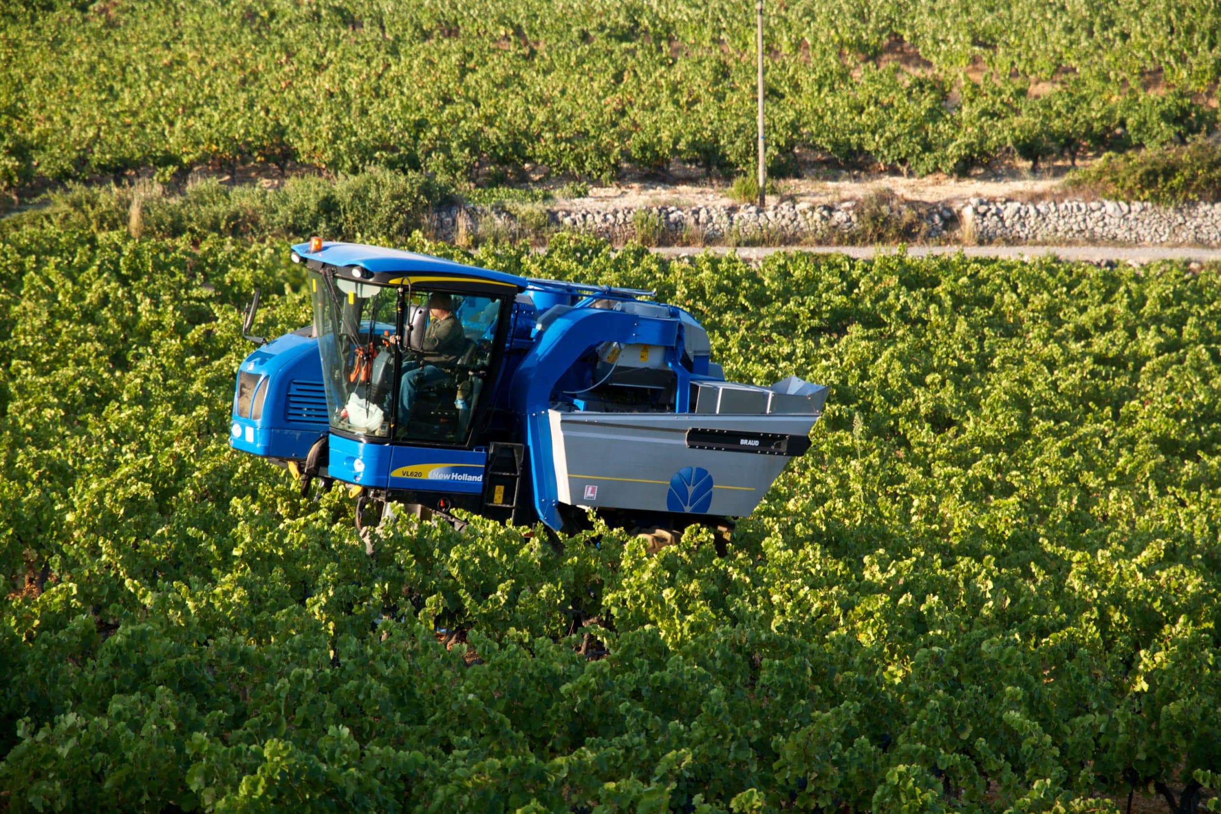 Démarrage des vendanges sous le soleil