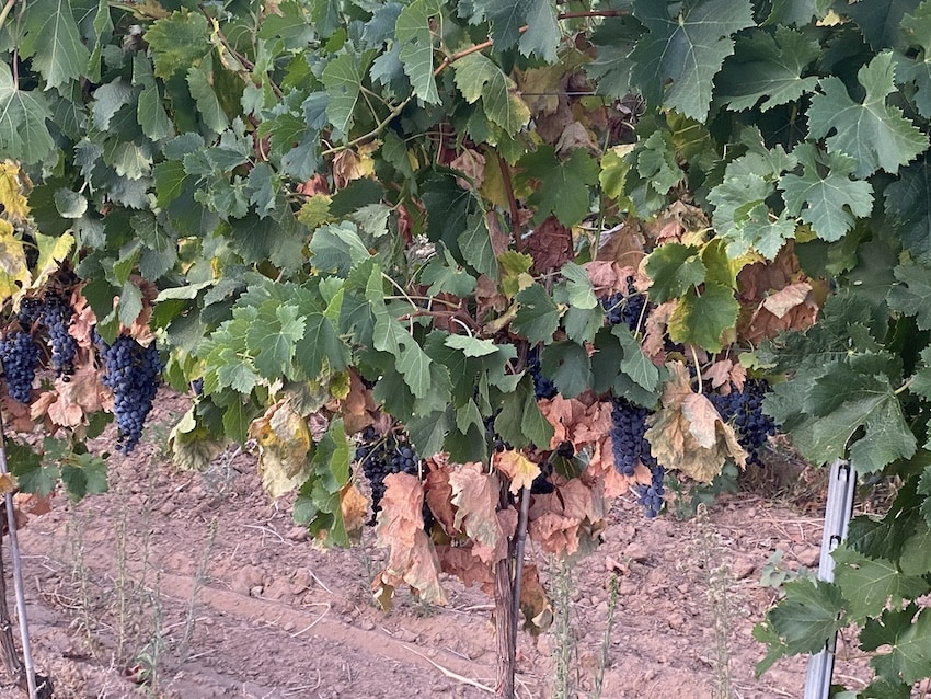 Défoliations sur merlot mi-août – vallée de l’Hérault